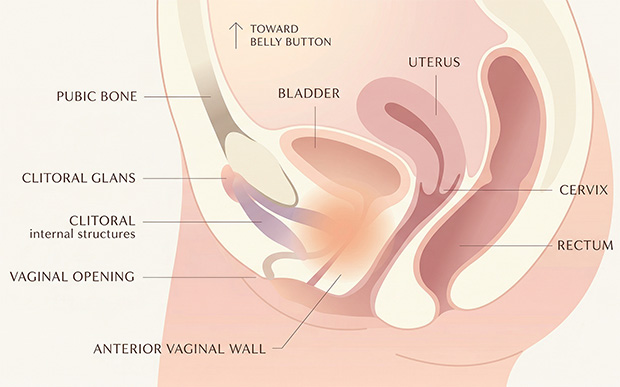 Medical-style diagram showing the general front-wall region a short distance inside the vagina that people often mean when they talk about the G-spot.