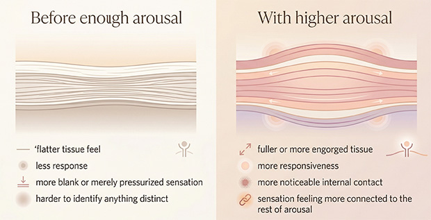 Infographic showing how the same front-wall area can feel flat or vague before arousal but fuller and more responsive once arousal has built.