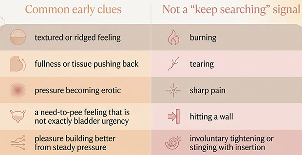 Comparison chart showing the difference between subtle early signs of front-wall responsiveness and sensations that suggest pain rather than pleasure.