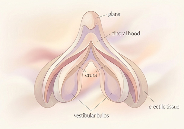 Soft pastel medical illustration of the complete clitoral anatomy, highlighting external and internal structures beyond the visible glans.