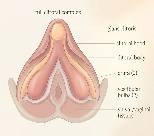 Pastel medical illustration of full clitoral anatomy including external and internal structures to show why stimulation patterns vary.