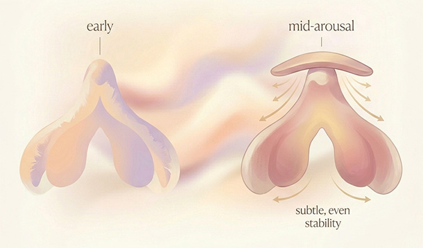 Soft pastel illustration showing how clitoral and surrounding tissues gently swell during arousal, changing how pressure feels.