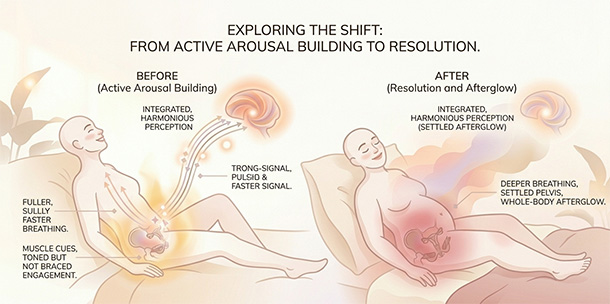 Illustration showing the body settling into a relaxed, satisfied afterglow without a distinct orgasm peak.