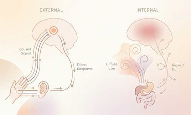 Illustration comparing clearer, more direct sensory feedback from external stimulation with more diffuse feedback from internal stimulation.