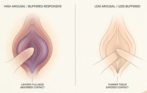 Pastel medical illustration comparing the same stimulation on receptive, swollen tissue (deep, welcoming) vs. less prepared tissue (sharper, less padded).