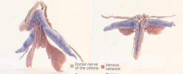 A 3d shape of the clitoris and its nerve system forming a nerve tree.