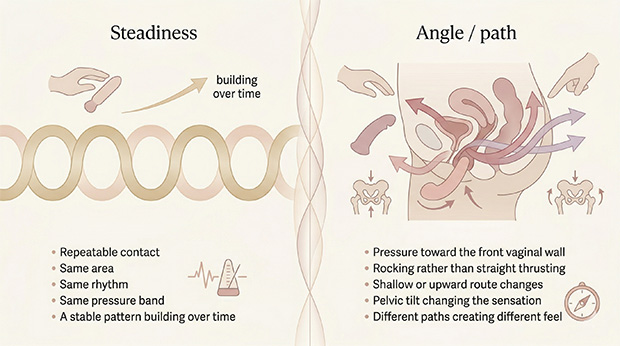 Diagram showing that clitoral pleasure often builds through steadiness, while G-spot pleasure often changes more with angle, path, and pelvic tilt.