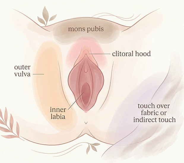 Medical-style external vulva diagram showing broader low-pressure starting areas for beginner pleasure exploration around the vulva and clitoral hood.