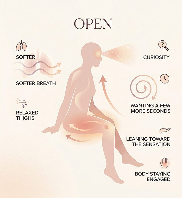 Comparison graphic showing how a body that opens feels softer, calmer, and more curious, while a body that braces feels tense, guarded, or ready to pull away.