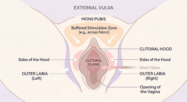 Medical-style external vulva diagram showing gentler vibrator placement zones around the clitoral hood, outer labia, and mons.